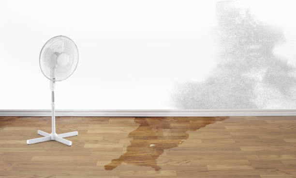 Best Water damage cleanup near me  in Jewett City, CT